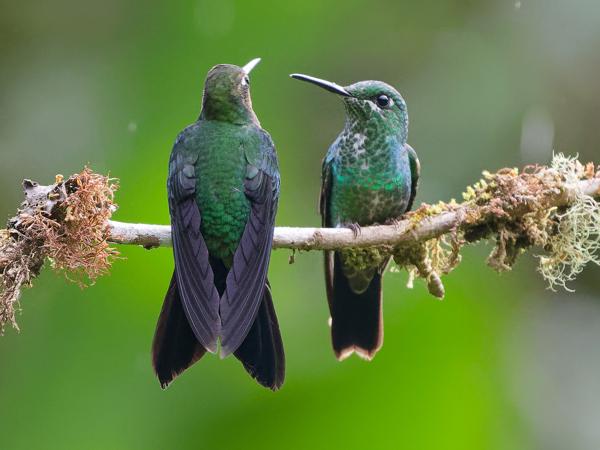 <h3><a href="/trips/costa-rica/biota/animalia/chordata/aves/033 apodiformes/004 trochilidae/heliodoxa jacula/heliodoxa jacula-nl.html">Heliodoxa&nbsp;jacula</a> / Green‑crowned&nbsp;brilliant / Groenkruinbriljantkolibrie</h3>OM-1 Mark II met OLYMPUS M.150-400mm F4.5, 1/800 sec  bij F4.5, ISO 10000, afstand 6.04&nbsp;m